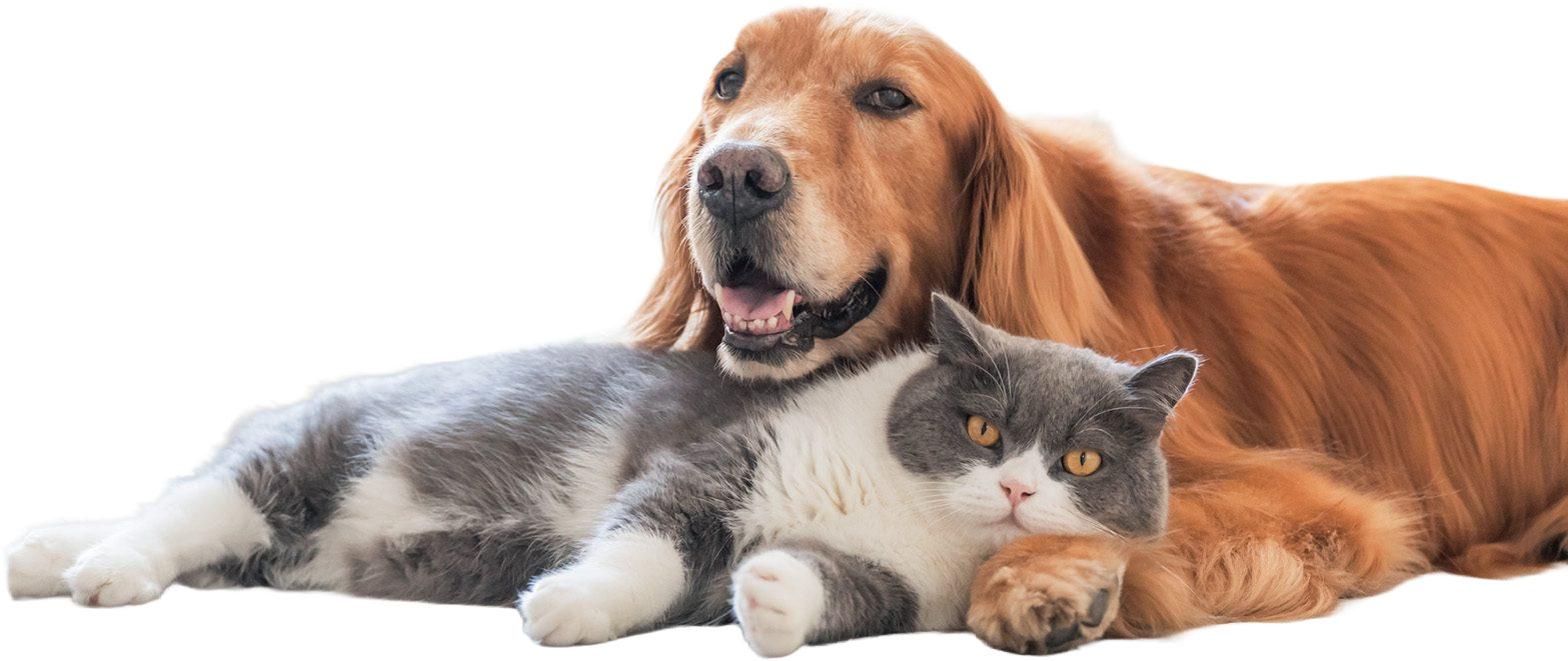 Perro y gato