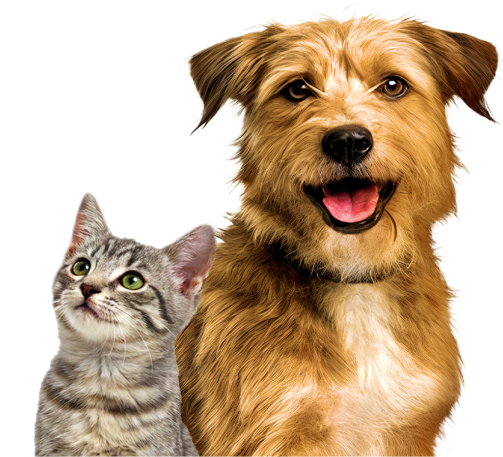 Perro y gato en adopción